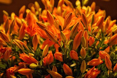 Close-up of orange flowering plants