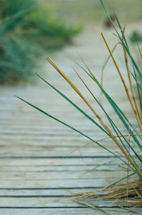 Close-up of dry grass by lake