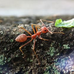 Close-up of insect on tree trunk