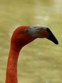 Close-up of bird against blurred background