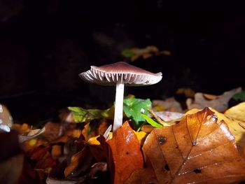 Close-up of mushrooms