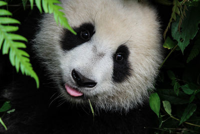 Close-up of panda