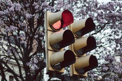 Close-up of cherry blossom on tree