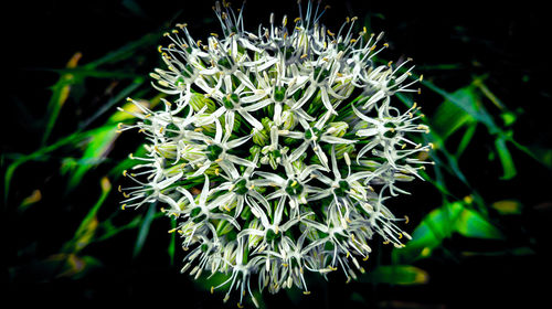 Close-up of flowers