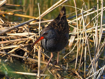 Close-up of a bird perching on a land