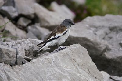 Close-up of bird perching on rock