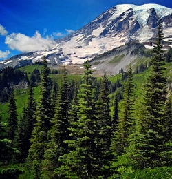 Pine trees on snowcapped mountains against sky