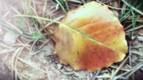 Close-up of plant against blurred background