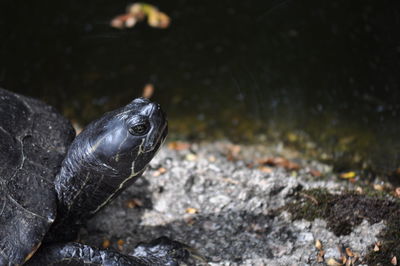 Close-up of turtle