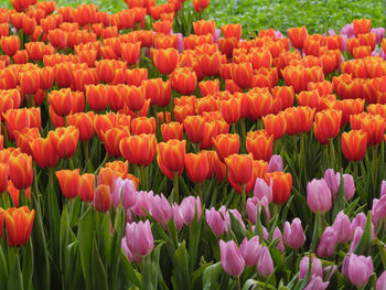 Full frame shot of tulips in field