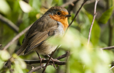 Close-up of a bird perching on branch