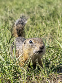 Close-up of squirrel