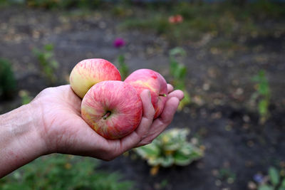 Cropped hand holding apple