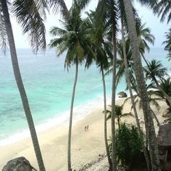 Palm trees on beach