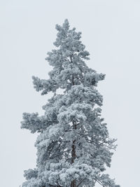 Low angle view of tree against clear sky during winter