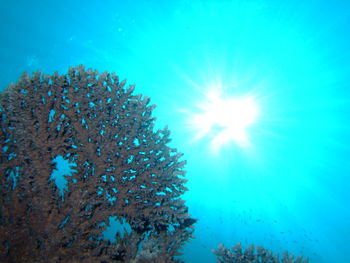 View of coral underwater