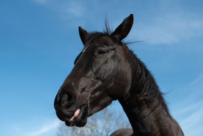 Close-up of a horse against the sky