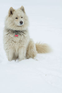 View of a dog on snow covered land