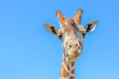 Portrait of a giraffe against a clear blue sky.