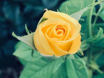 Close-up of yellow rose