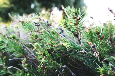 Close-up of pine tree on field