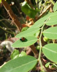 Close-up of insect on leaf