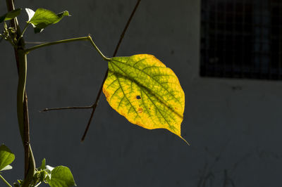 Close-up of yellow leaves during autumn