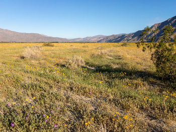 Scenic view of grassy field against sky