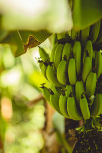 Close-up of bananas