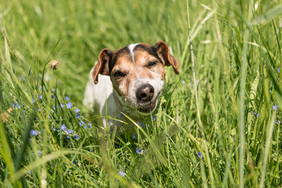 Portrait of dog on field