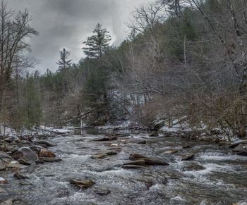 River flowing through forest