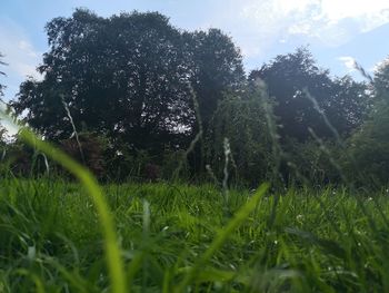 Trees on field against sky