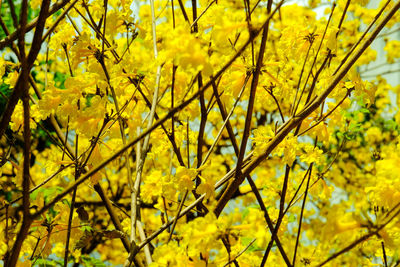 Close-up of yellow flowering plant