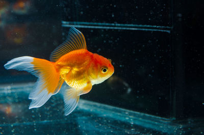 View of fish swimming in aquarium