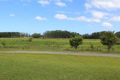 Trees on field against sky