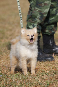 Dog looking away on field