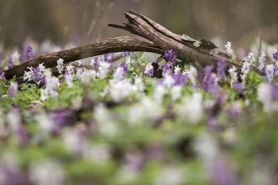 Close-up of purple flowers