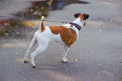 Dog standing on road