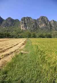 Scenic view of field against clear sky