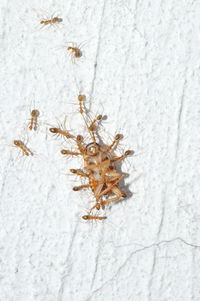 High angle view of insect on leaf