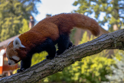 Low angle view of a red panda in a tree