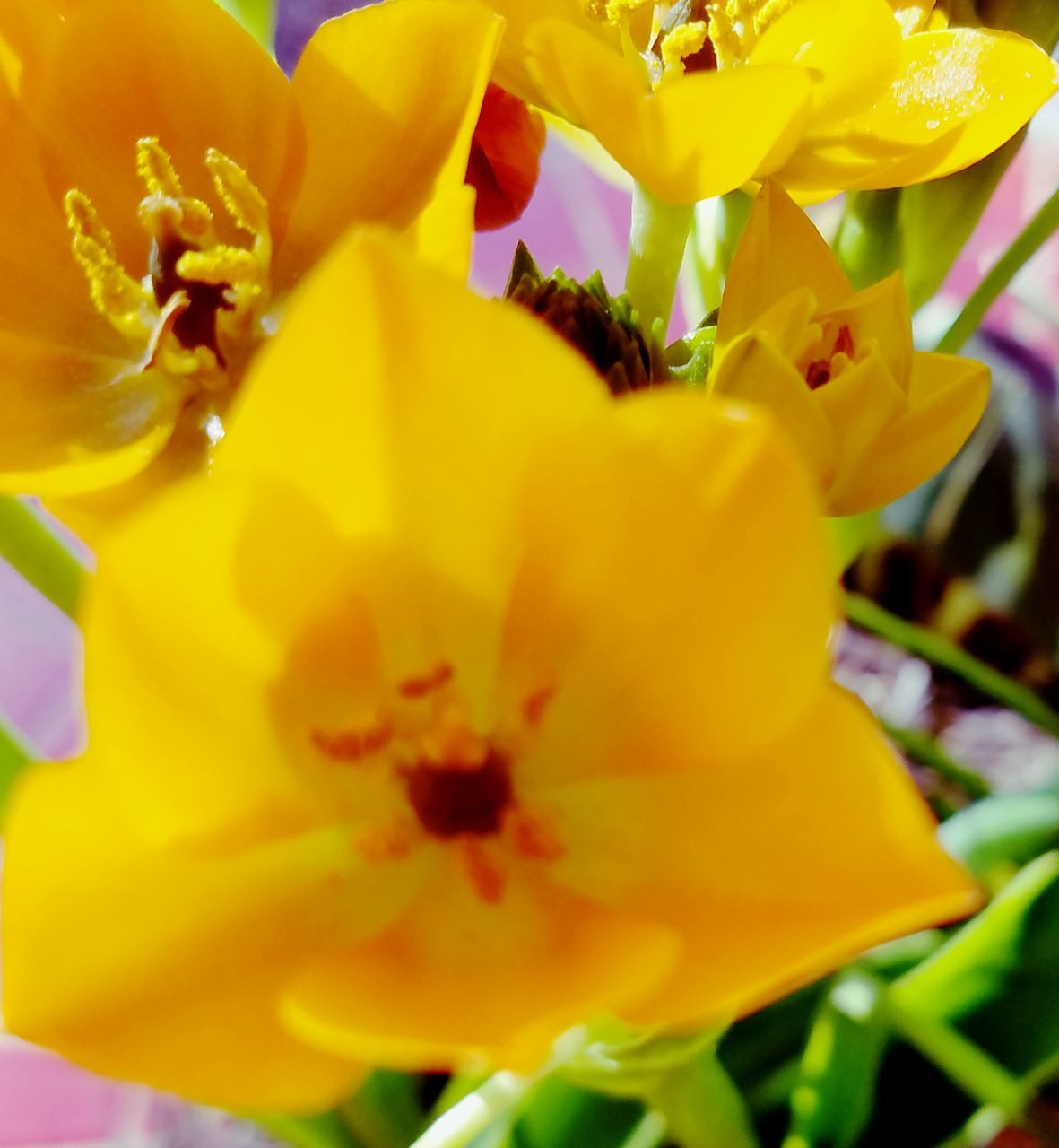 flower, petal, yellow, freshness, fragility, flower head, beauty in nature, close-up, growth, nature, selective focus, stamen, extreme close-up, pollen, in bloom, plant, vibrant color, single flower, blossom, full frame, springtime, botany, pistil, day, yellow color, blooming, softness, no people