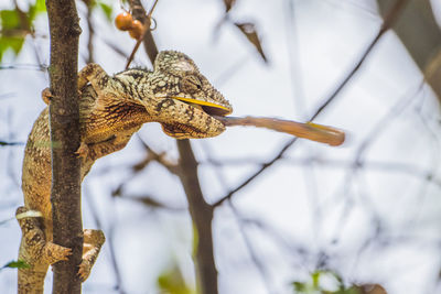 Close-up of butterfly perching on branch