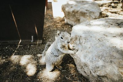 Squirrel on rock