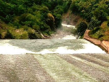 River flowing through forest