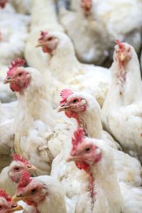 Close-up of rooster in farm