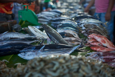 Close-up of fish for sale in market