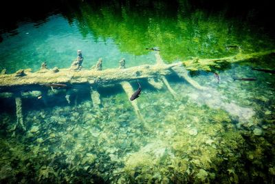 High angle view of turtle in sea