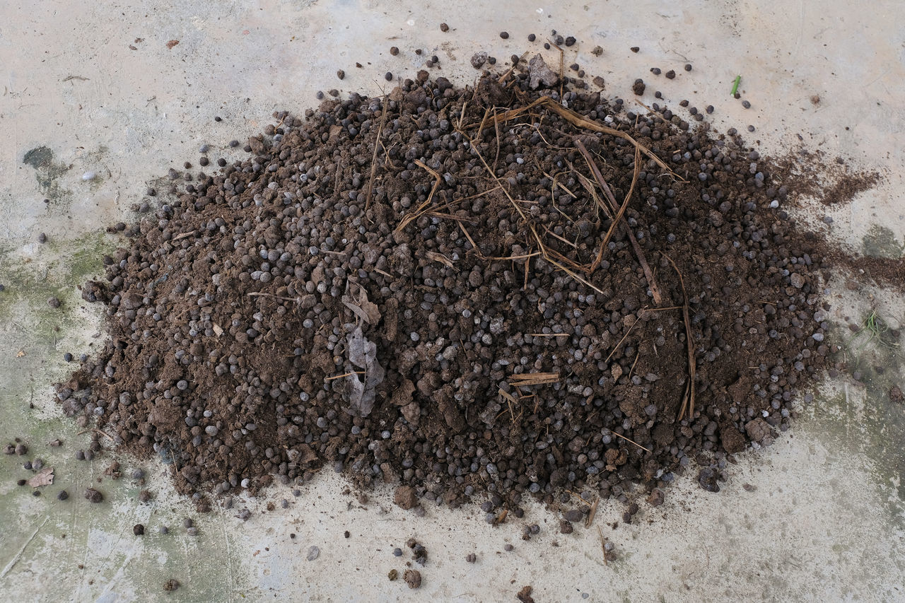 HIGH ANGLE VIEW OF INSECT ON MUD