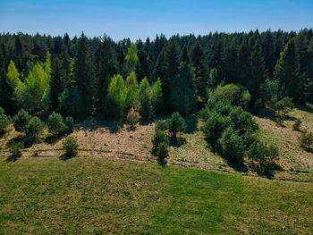 Scenic view of pine trees on field against sky